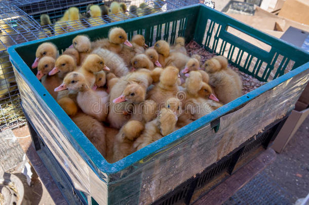 贸易采用小的duckl采用gs采用指已提到的人家禽交易
