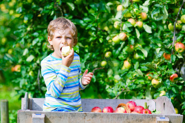 小的小孩男孩采摘红色的苹果向农场秋