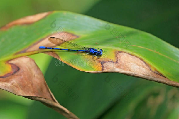 蓝色蜻蜓,细蟌科阿吉亚外来的向一绿色的le一f,英语字母表的第14个字母