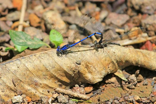 交配蓝色蜻蜓,细蟌科阿吉亚外来的,尼加拉瓜