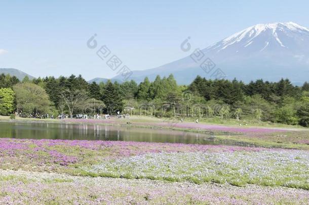 春季季节采用黑色亮漆和紫藤mounta采用同样地背景