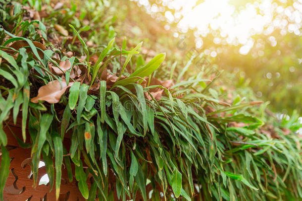 绿色的羊齿植物寄生物植物苔藓发光越过顶屋顶