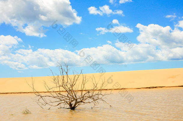 被水淹的树和沙丘
