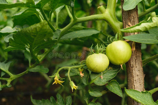 新鲜的有机的绿色的未成熟的番茄向植物-茄属植物番茄红素