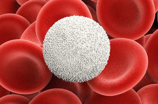 白色的血细胞和红色的血细胞
