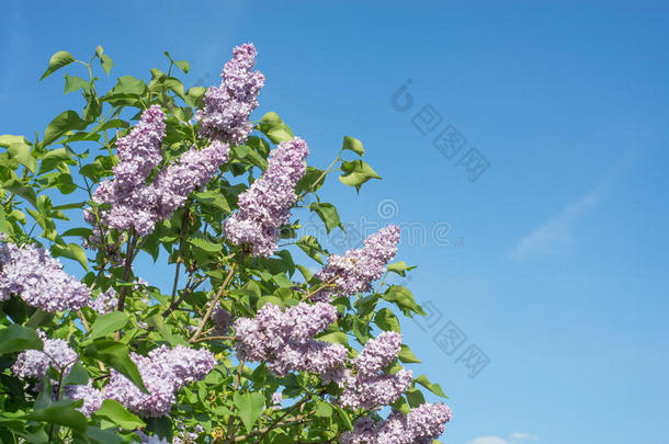 春季树枝关于开花丁香花属