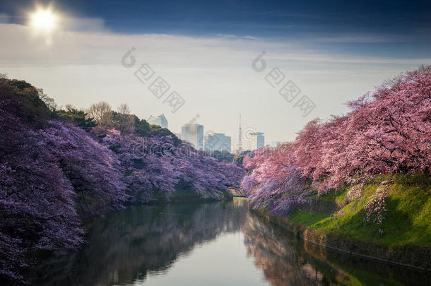 樱花花和东京城市,黑色亮漆