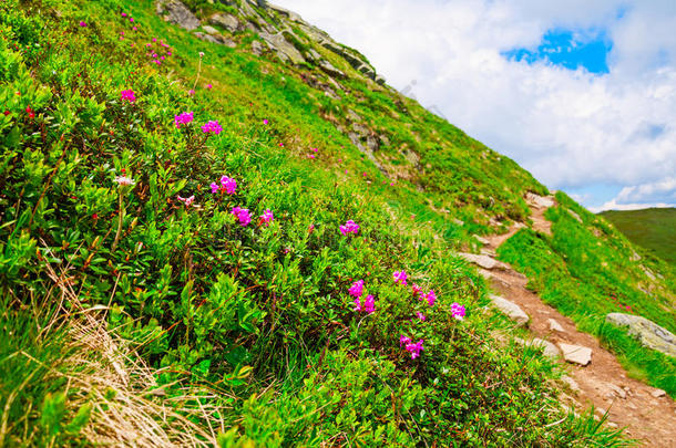 魔法粉红色的杜鹃花花向夏山.