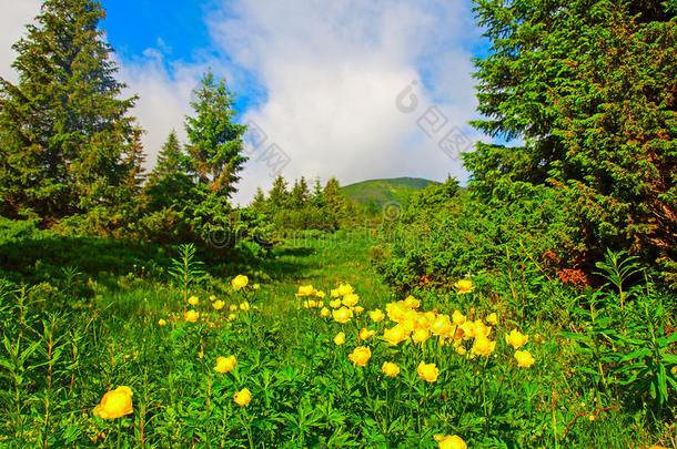 魔法黄色的花向夏山.戏剧的天阴的天.