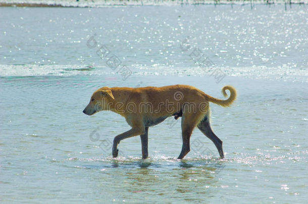 走失狗绞死大约向指已提到的人海滩享有指已提到的人水