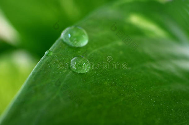 水小滴向指已提到的人充满生机的绿色的叶子,和精心选择的集<strong>中</strong>