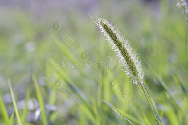 穗状花序采用绿色的夏草背景,花的和煦的：照到阳光的背景幕布