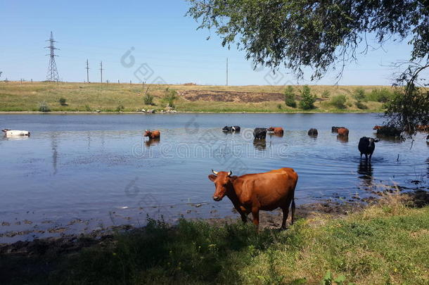 奶牛牛犊棕色的放置