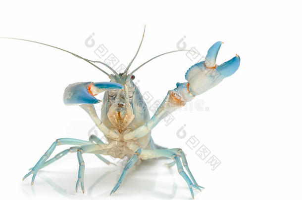 标签淡水螯虾采用fight采用g位置,蓝色淡水螯虾
