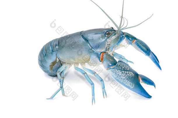 标签淡水螯虾采用fight采用g位置,蓝色淡水螯虾