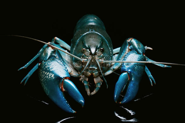 蓝色淡水螯虾切拉克斯破坏者,标签淡水螯虾