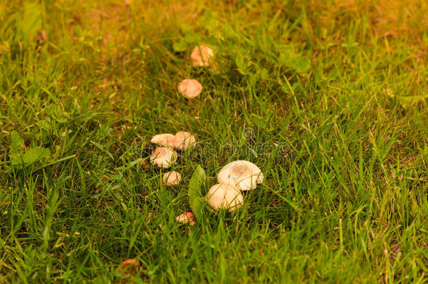 野生的<strong>蘑菇生长</strong>的采用绿色的草地
