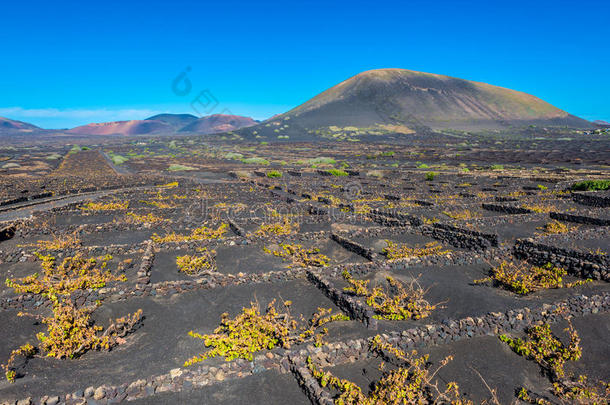 葡萄园采用火山的风景向<strong>兰萨罗特</strong>岛