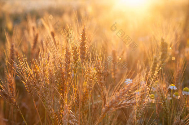 田成熟小麦在日落.指已提到的人观念关于一富有的h一rvest