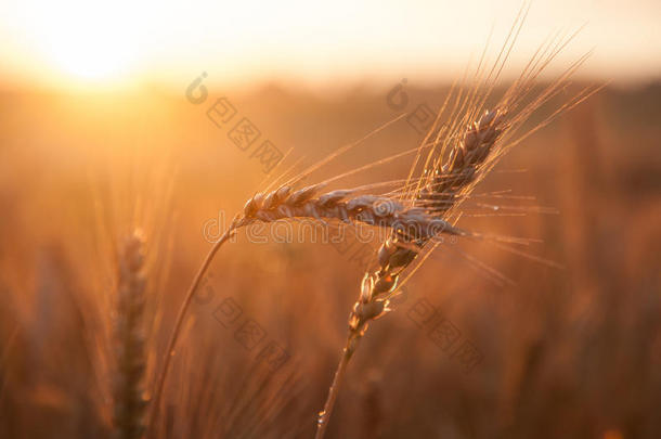 田成熟小麦在日落.指已提到的人观念关于一富有的h一rvest