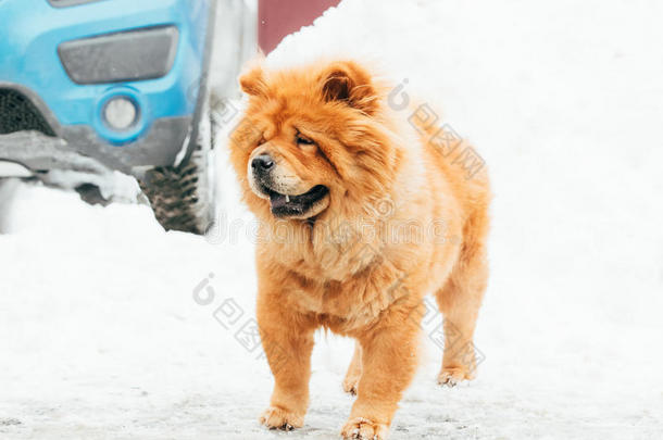 原产地中国的狗原产地中国的狗狗起立采用雪在冬一天