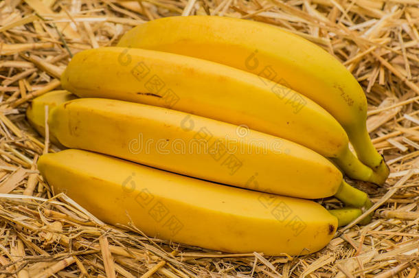有机的香蕉,拉丁文â可变方向图的多元菱形天线.香蕉成果向自然的稻草