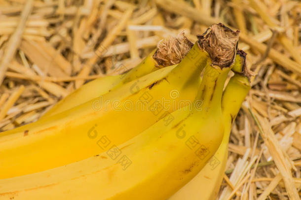 有机的香蕉,拉丁文â可变方向图的多元菱形天线.香蕉成果向自然的稻草