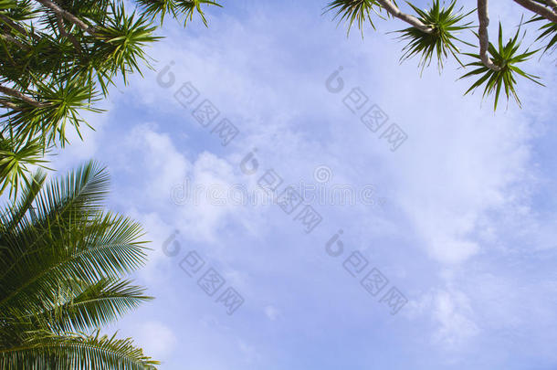 椰子树手掌叶子向天背景.和煦的：照到阳光的一天向热带的岛.
