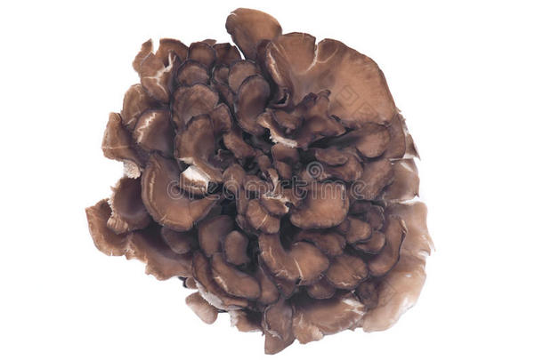 有机的梅塔克免疫的提高医学的蘑菇