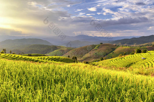 美丽的台阶稻田在日落时间,爸发出的响声piangendo悲哀的小山