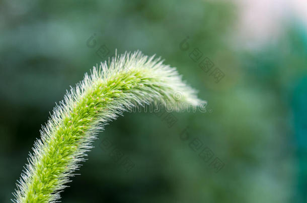 鬃毛绿色的属关于每年的植物