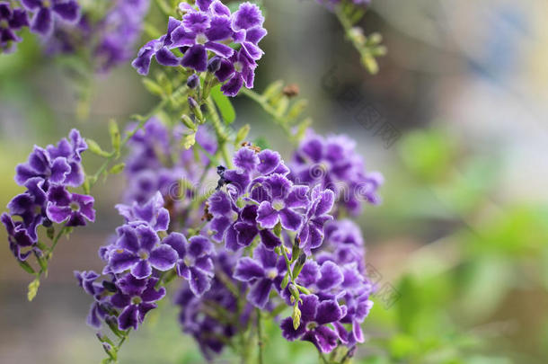 亲爱的紫色的花