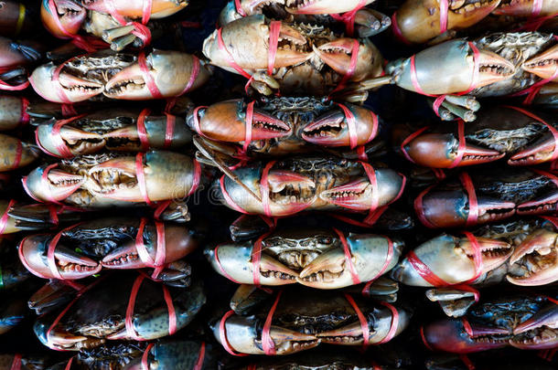 边缘呈锯齿状的泥蟹,红树属树木蟹采用海产食品交易