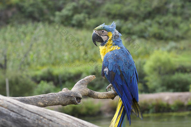 蓝色和黄色的金刚鹦鹉