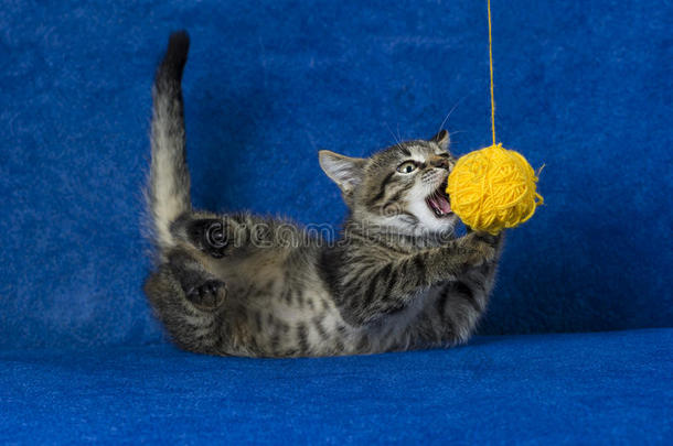 猫和羊毛制的球