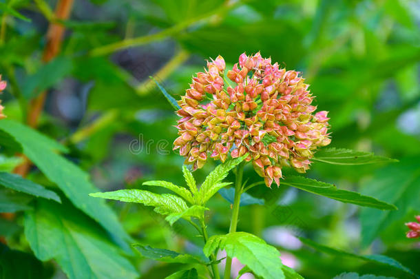 成果关于指已提<strong>到</strong>的人植物菲索卡普奥普利<strong>福利</strong>斯.家庭蔷薇科.