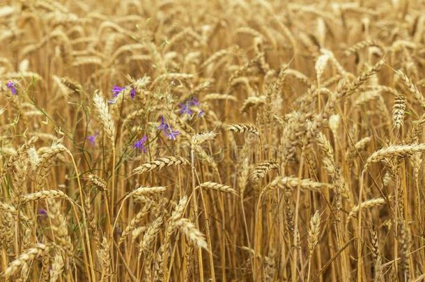 农业的零碎的全景画关于小麦田