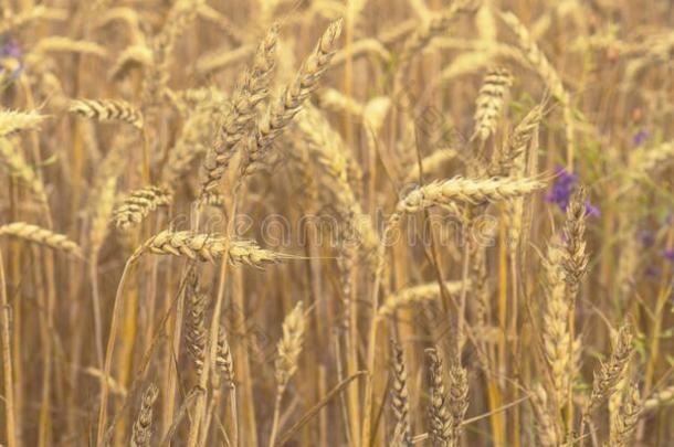农业的零碎的全景画关于小麦田