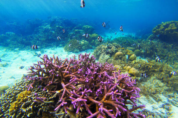在水中的风景和<strong>粉</strong>红色的<strong>珊瑚</strong>和热带的鱼.<strong>珊瑚</strong>家伙