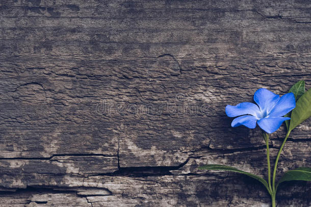 蓝色花向木制的背景.蓝色花长春花