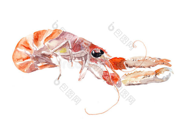 红色的淡水螯虾,小龙虾,小龙虾鱼.水彩海产食品
