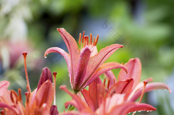 桔子百合花花向变模糊背景