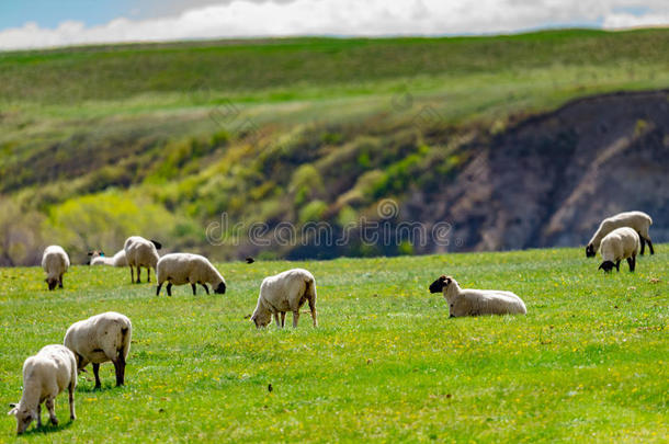 羊兽群放牧采用一夏p一sture