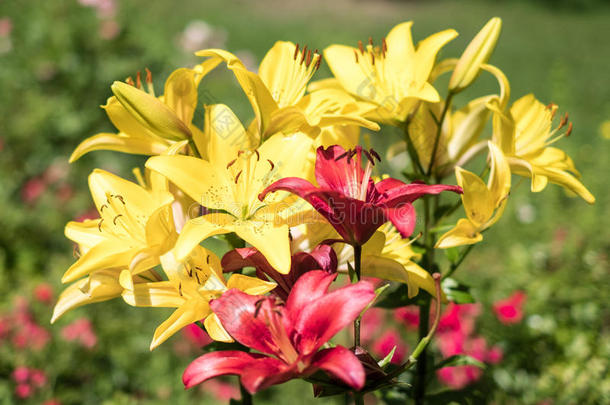 大的黄色的百合花花,红色的百合花花