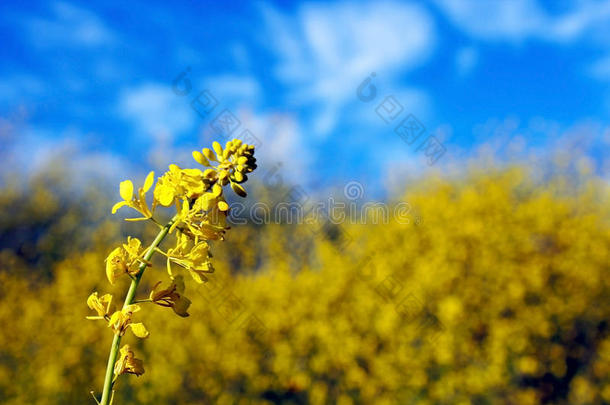 加拿大油菜花采用花