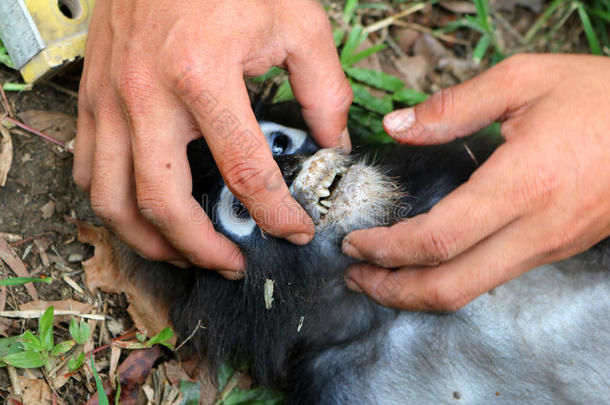 尸体解剖猴战斗和死亡采用指已提到的人花园.