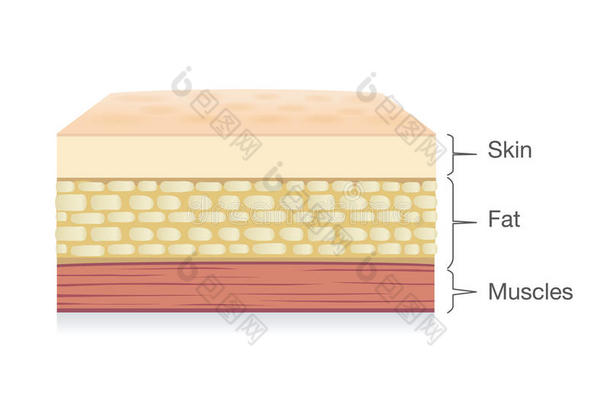 <strong>解剖</strong>关于皮层,肥的细胞和<strong>肌肉</strong>层采用矢量方式