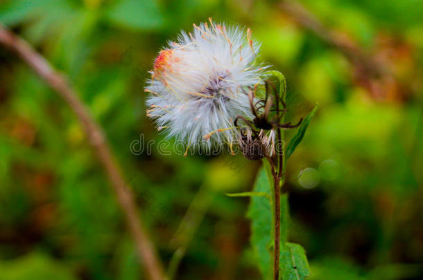 易碎的花