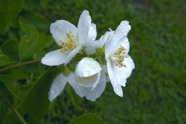 树枝关于开花茉莉花.