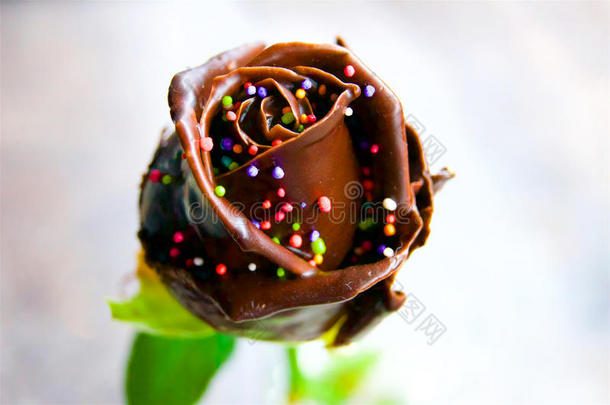 玫瑰被湿透的采用巧克力糖果美好